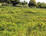 Multiflora rose invading a field
