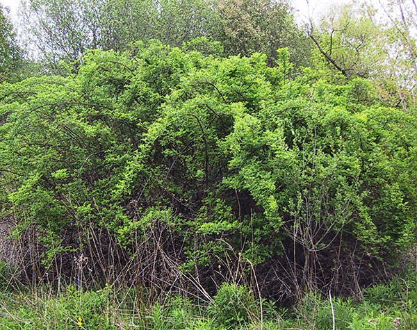 Typical form of multiflora rose bush