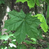 Norway maple leaf