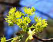 Norway maple flowers