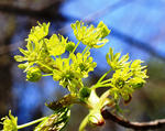 Norway maple flowers