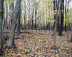 Norway maple invasion