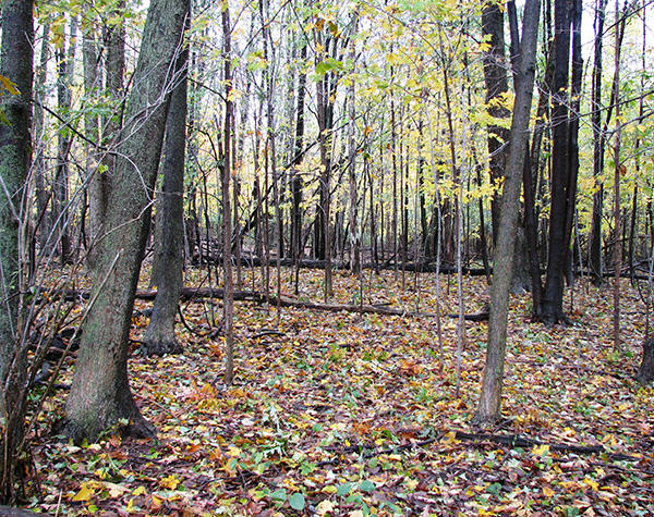 Norway maple invasion