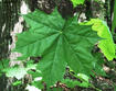 Norway maple leaf