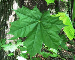 Norway maple leaf