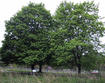 Norway maple mature trees
