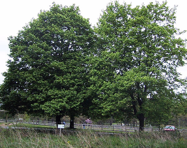 Norway maple mature trees