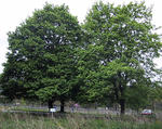 Norway maple mature trees