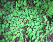 Norway maple seedlings