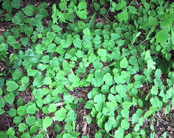 Norway maple seedlings