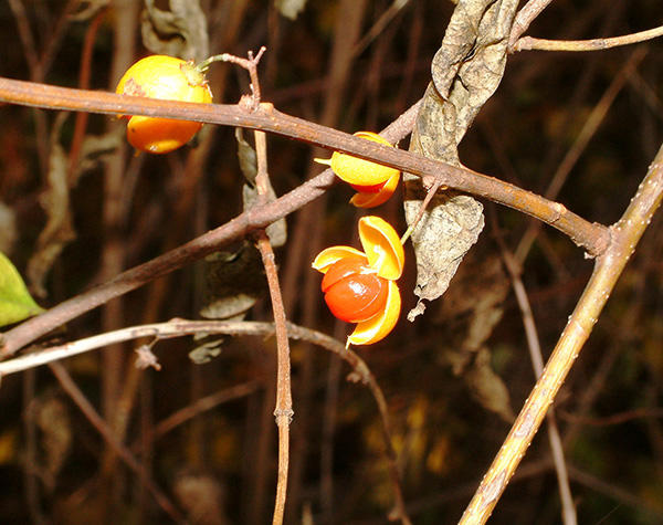 Oriental bittersweet fruit close-up