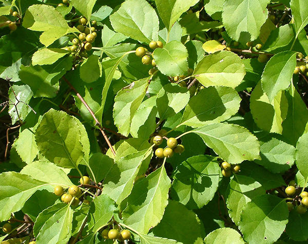 Oriental bittersweet leaves and unripe fruit