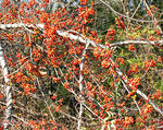 Oriental bittersweet ripe fruit
