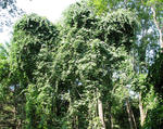 Oriental bittersweet smothering trees