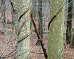 Oriental bittersweet vines strangling trees