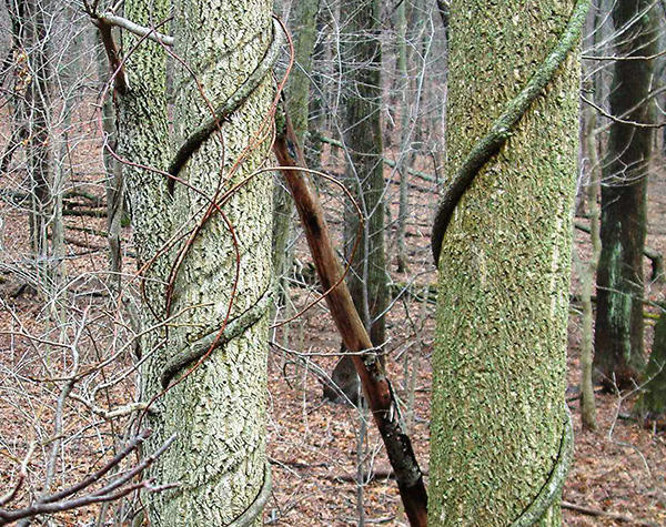 Oriental bittersweet vines strangling trees