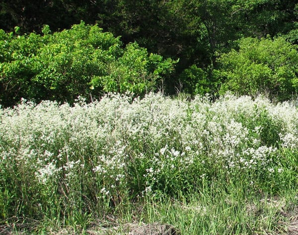 Perennial Pepperweed invading the edge of a salt marsh