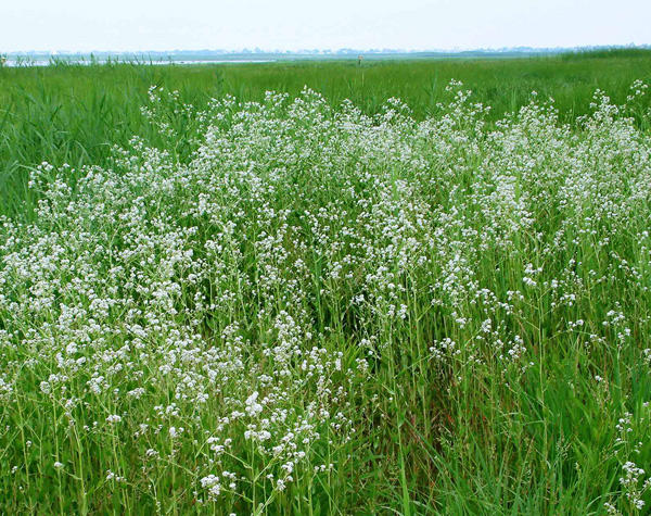 Perennial Pepperweed stand