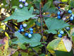 Porcelain-berry fruit, leaves, and stem