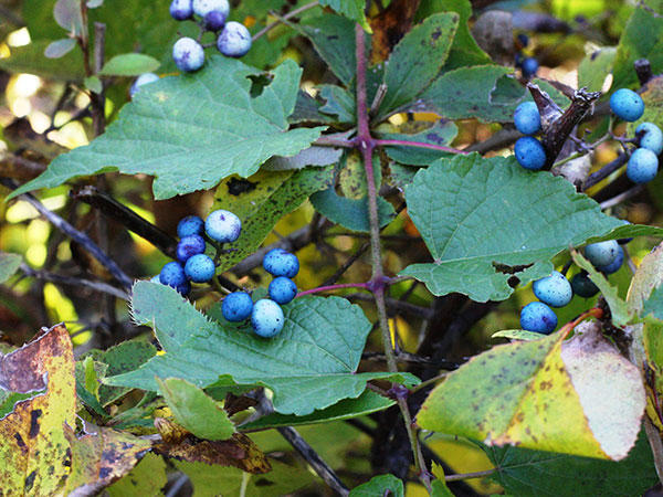 Porcelain-berry fruit, leaves, and stem