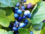 Porcelain-berry fruit