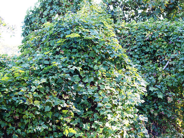 Porcelain-berry invasion smothering shrubs