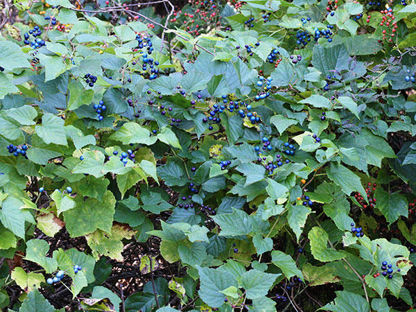 Porcelain-berry leaves and fruit