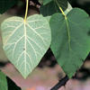 princess tree leaves © James H. Miller