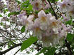 Princess-tree flower bunch