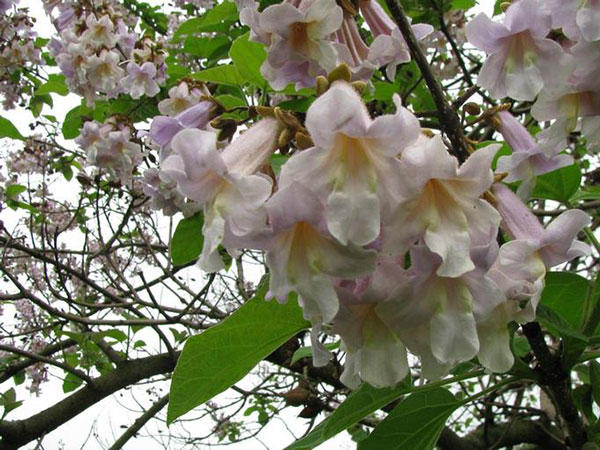 Princess-tree flower bunch © Leslie J. Mehrhoff, University of Connecticut, Bugwood.org