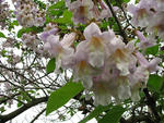 Princess-tree flower bunch © Leslie J. Mehrhoff, University of Connecticut, Bugwood.org