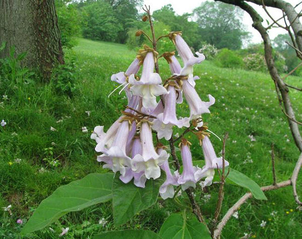 Princess-tree flowers © Leslie J. Mehrhoff, University of Connecticut, Bugwood.org