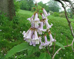 Princess-tree flowers © Leslie J. Mehrhoff, University of Connecticut, Bugwood.org