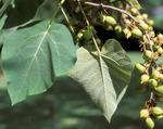 Princess-tree leaves © James H. Miller, USDA Forest Service, Bugwood.org