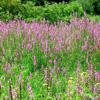 purple loosestrife
