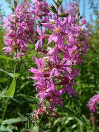 Purple loosestrife flower close-up