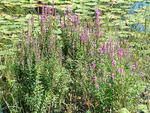 Purple loosestrife growth form