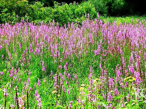 Purple loosestrife invading a marsh