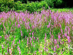 Purple loosestrife invading a marsh