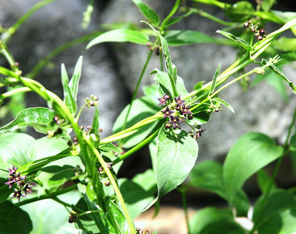 Black Swallow-wort flowers and leaves