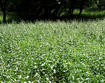 Black Swallow-wort invasion in a field 