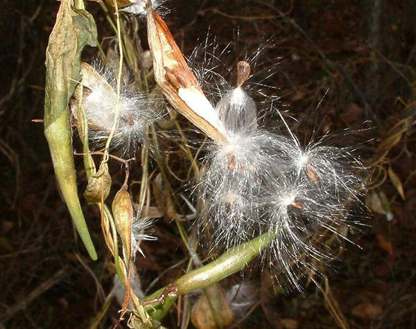 Black Swallow-wort pods and seeds