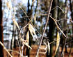 Black Swallow-wort pods in winter