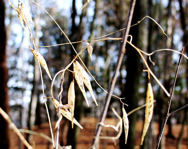 Black Swallow-wort pods in winter
