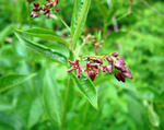 Pale Swallow-wort flowers