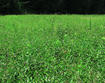 Pale Swallow-wort invasion in field