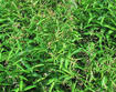 Pale Swallow-wort plants with seed pods