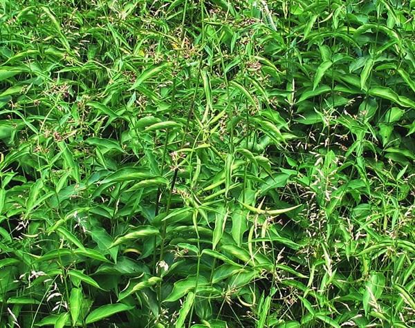Pale Swallow-wort plants with seed pods