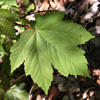 sycamore maple leaf