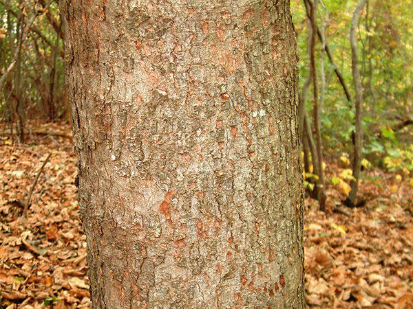 Sycamore maple bark